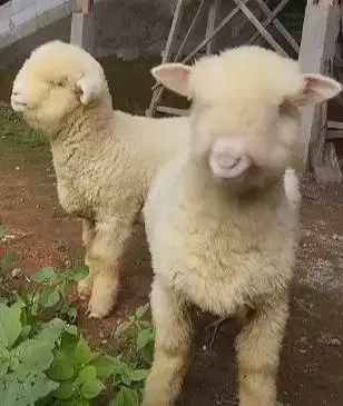 sepasang cempe anakan domba merino super 4 bln 1 jantan 1 betina puas