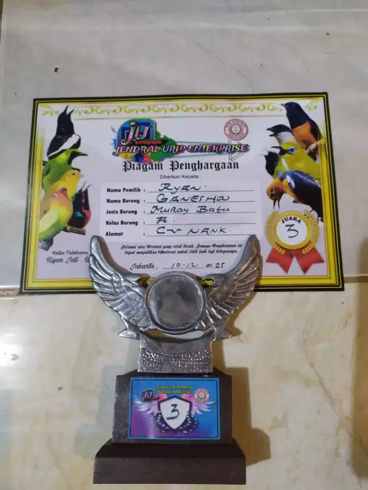 Burung murai batu Mapan 4 x mabung prestasi anget Volume Tajem