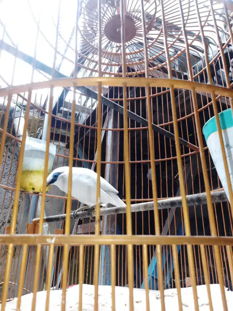 Jual burung jb.aman.