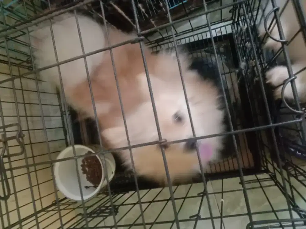 BORONGAN 7 EKOR POM PRODUK MURAH