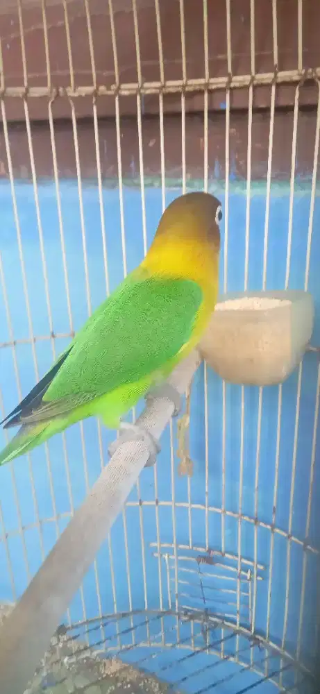 Burung Lovebird jantan