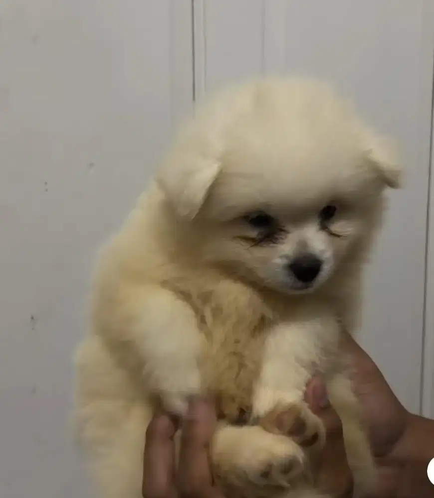 Pomerian non stumbun