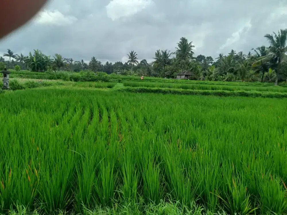 Dijual Tanah Sawah Di Gianyar Bali