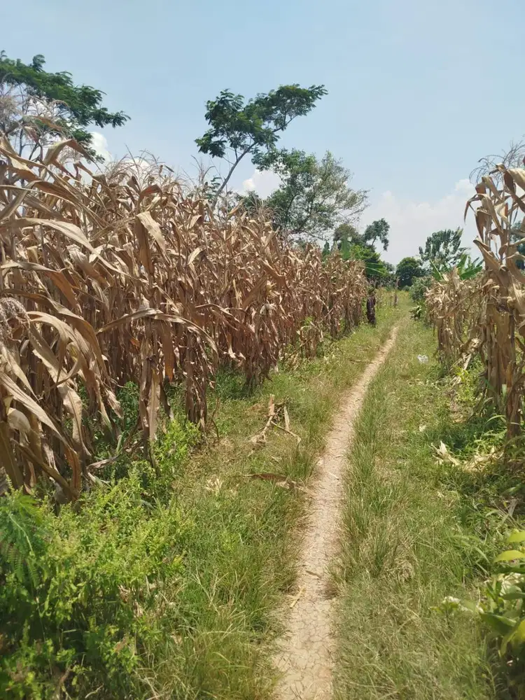 Jual BU tanah Kapling