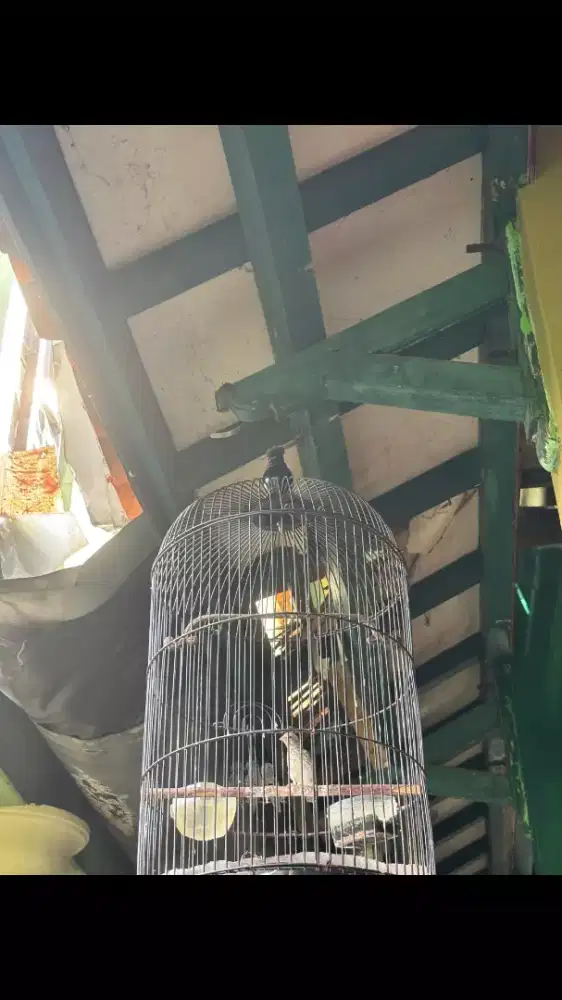 Burung Sanger Jantan Masih Muda