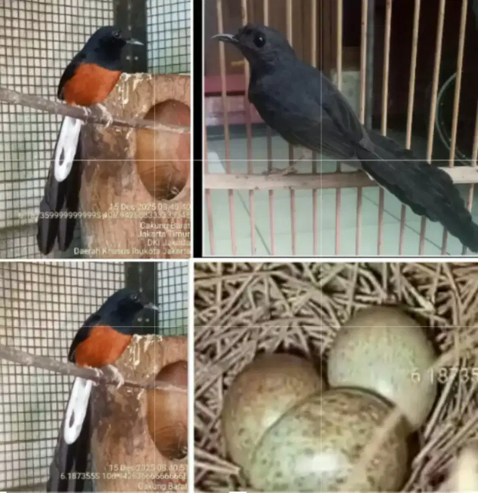 Murai batu Bahorok  produksi koloni