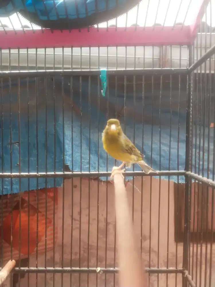 Kenari Spanish trimbado gacor