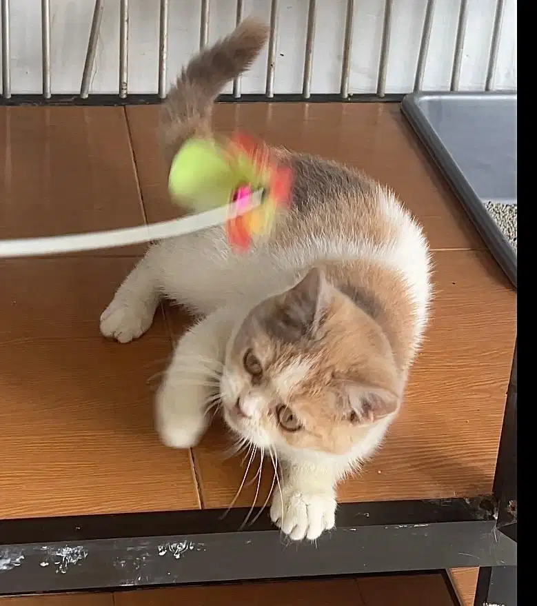 British shorthair calico lilac