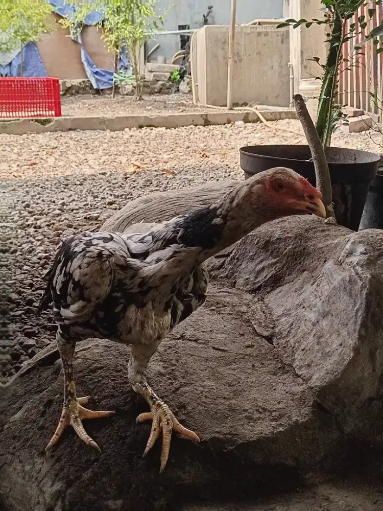 Jual Ayam Kampung Betina