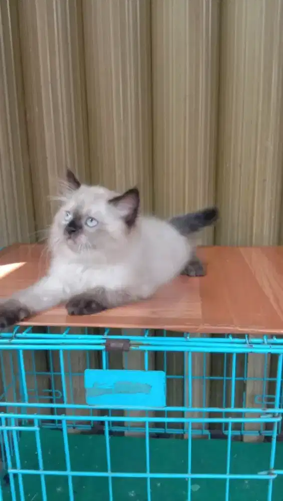 Kitten himalaya jantan usia 2,5bln