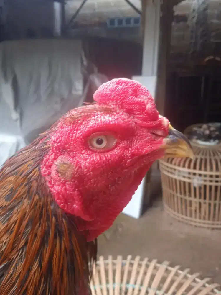 Ayam bangkok pacek pama pakoy Saigon samo