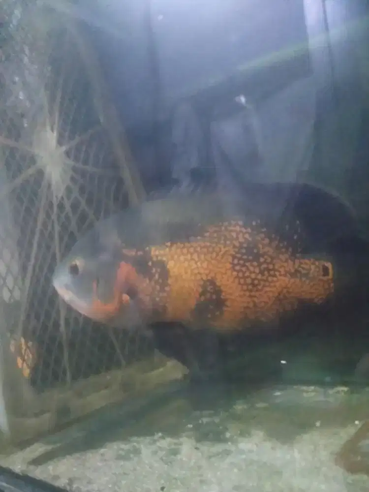 Ikan Oscar tiger good marking