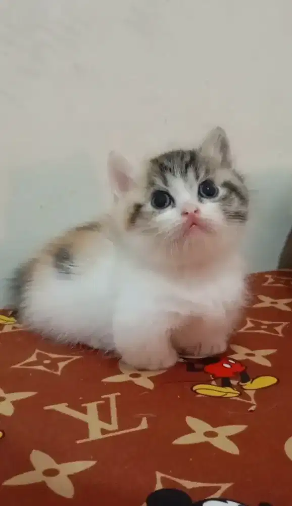 Munchkin kitten betina  calico