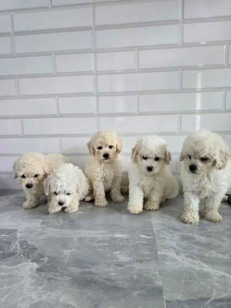 Poodle jantan dan betina