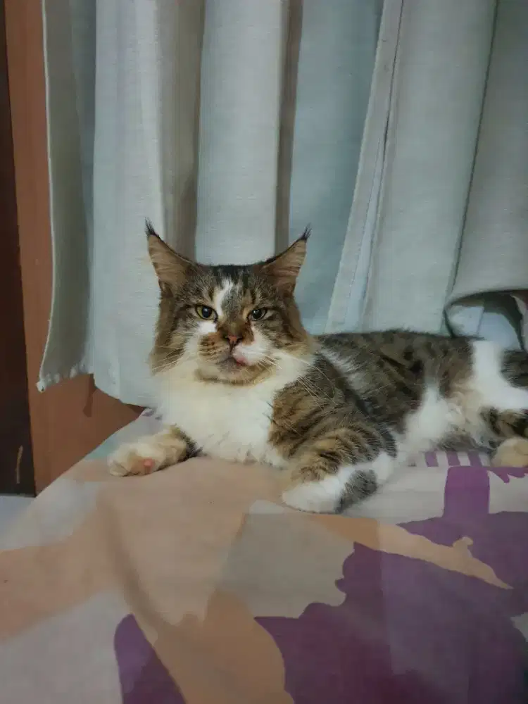 Mainecoon pure jantan non ped