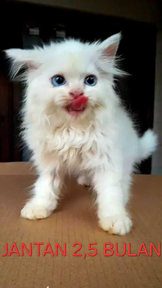 Lepas adopsi KITTEN PERSIAN