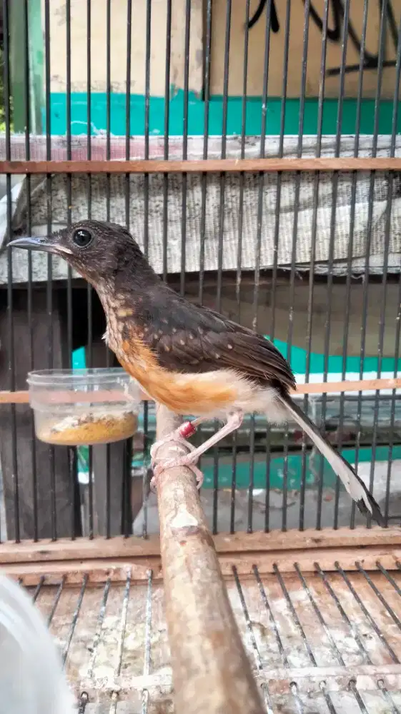 Murai Batu Medan Bahorok Blorok Jantan Badan Gede Panjang Superan