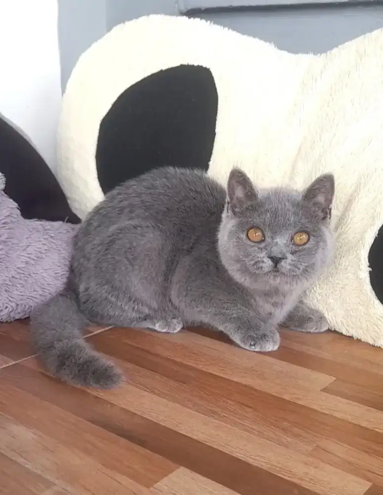 Kitten British shorthair