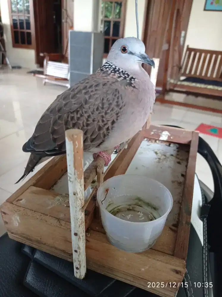 Tekukur muda dan jinak