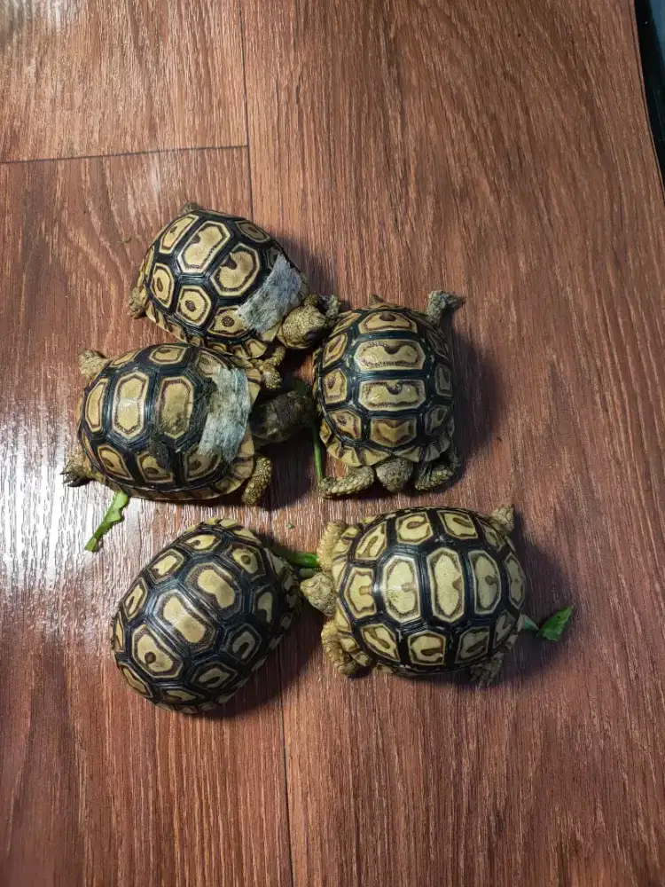 PARDALIS 5,5-6 cm bukan sulcata makan rakus