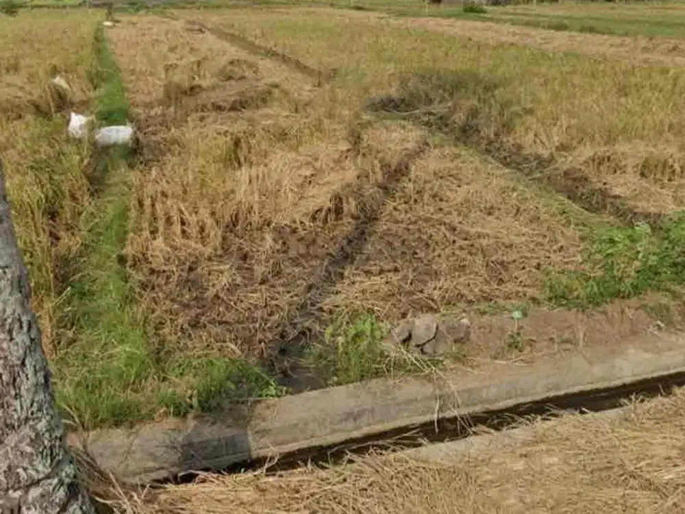 Dijual Tanah Sawah Luas Di SumberAgung Moyudan