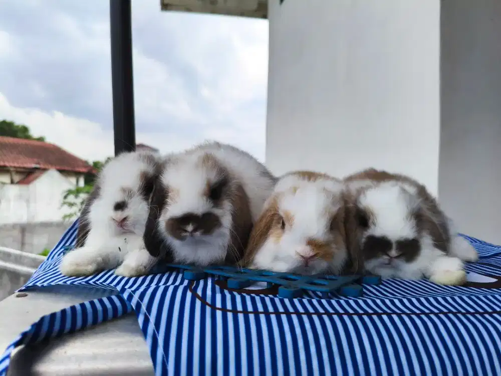 Kelinci Holland Lop