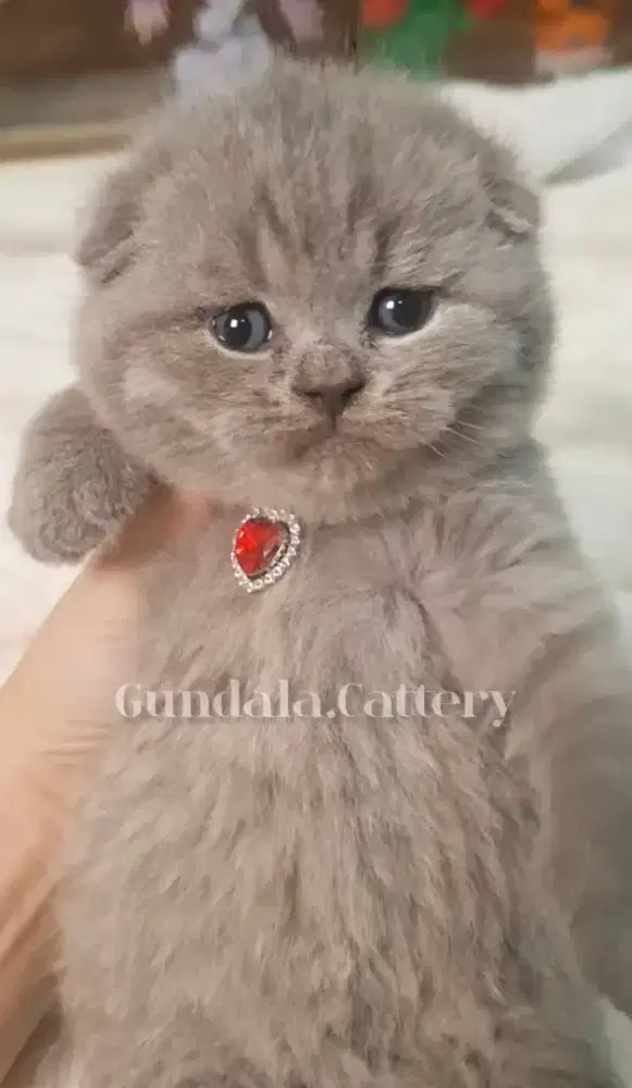 Kucing Lucu Scottish Fold