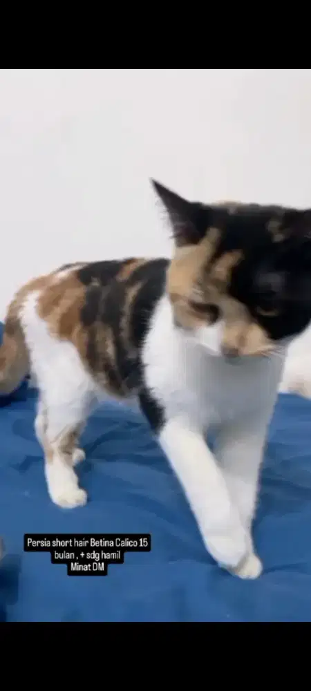 Persia short hair Betina Calico