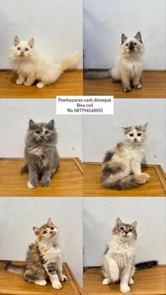 Kucing persia dan himalaya