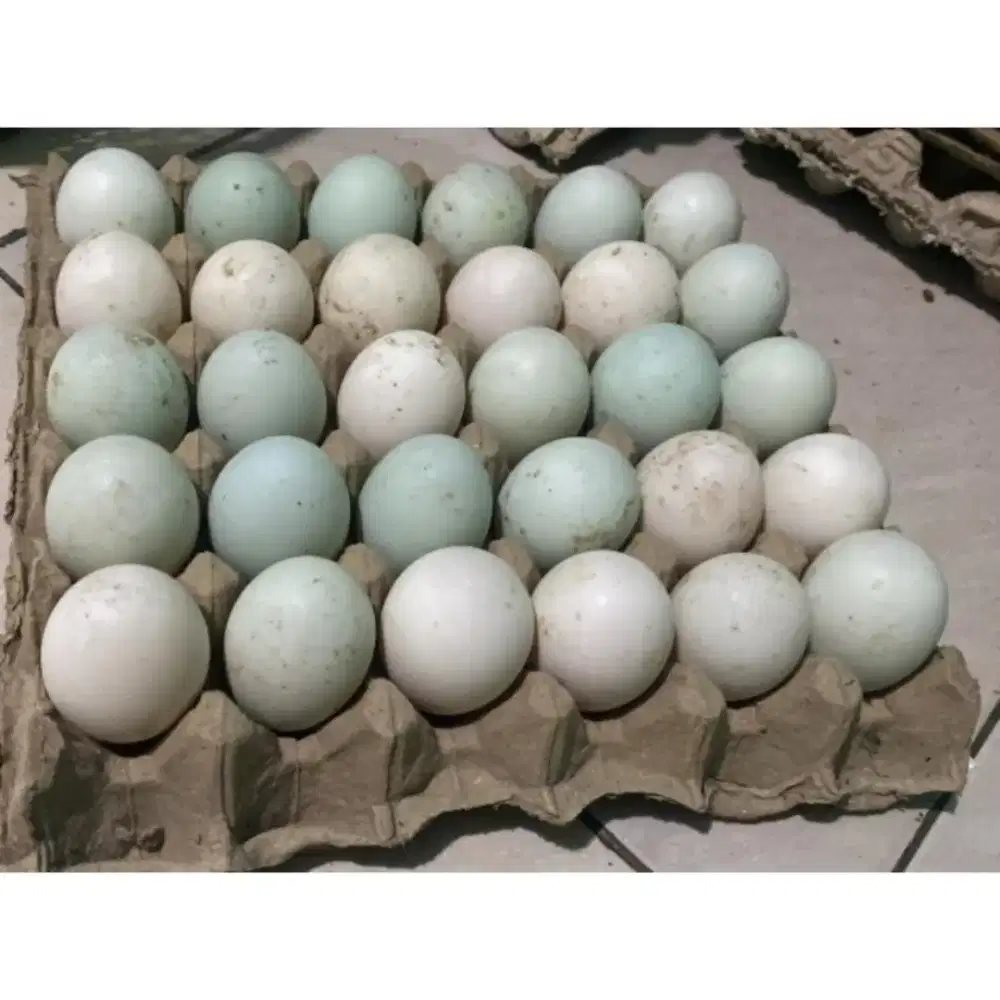 Telor bebek fresh langsung peternak