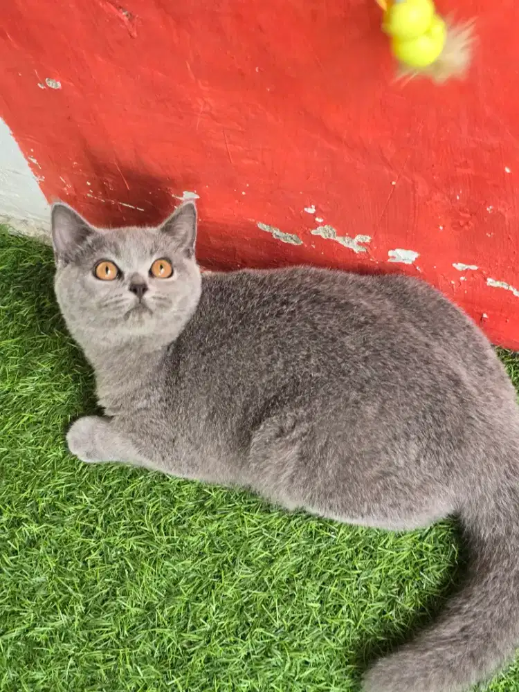Kucing british shorthair bsh blue cantik