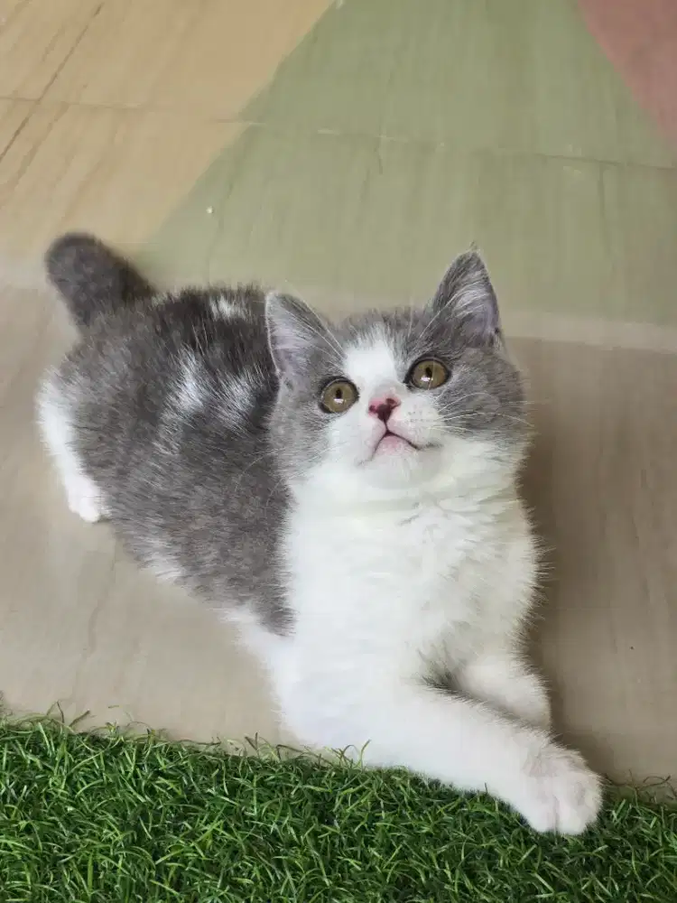Kucing british shorthair bsh british shorthair
