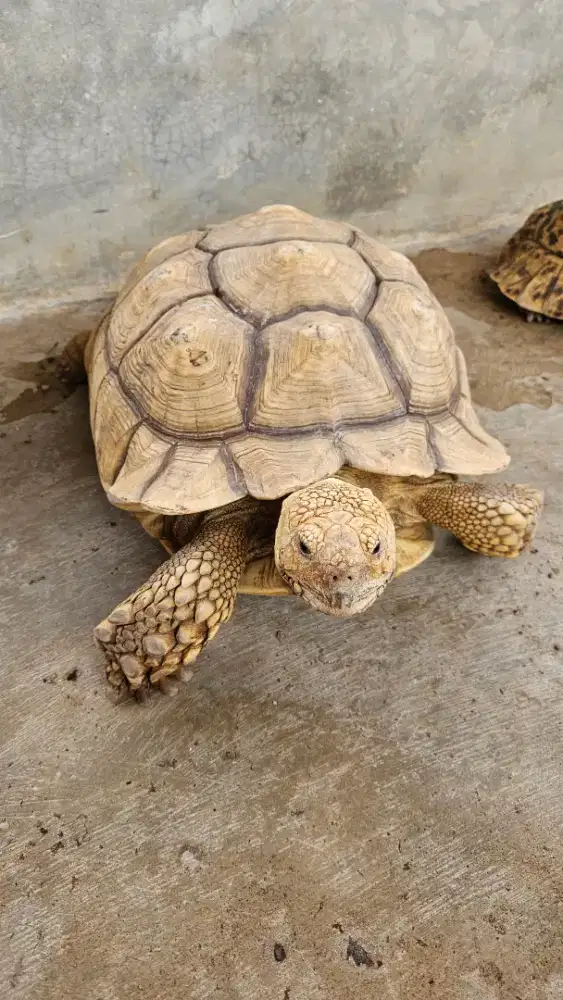 Kura torto sulcata jumbo female betina indukan 43 cm