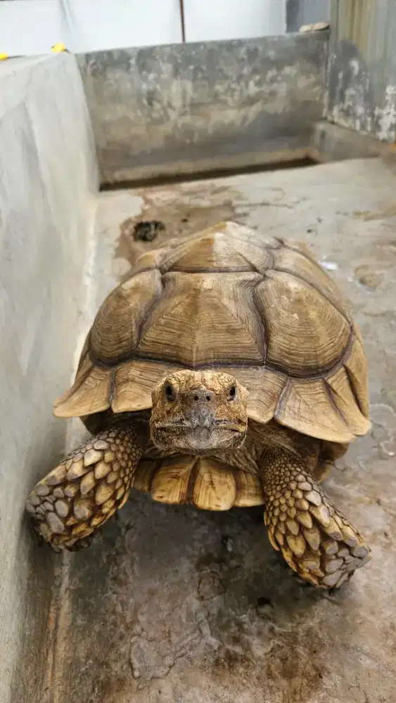Kura torto sulcata jumbo female betina indukan 47cm