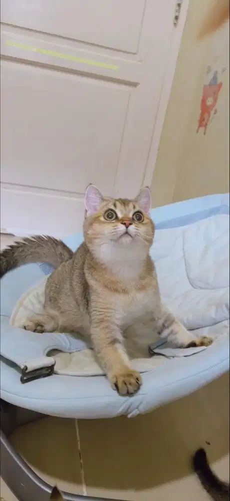 kucing BSH | Scottish Straight Jantan pure bkn mix