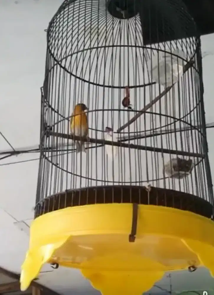 Red Sisikin jantan gacor