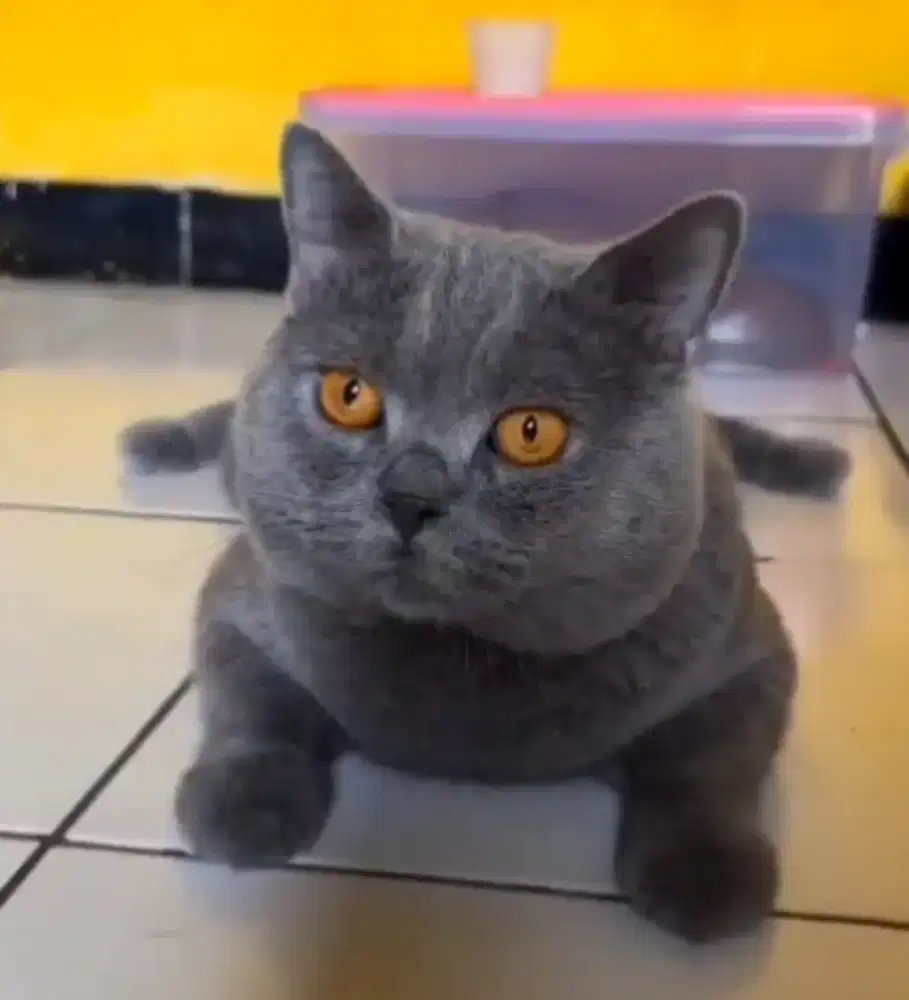 British Shorthair Pedigree