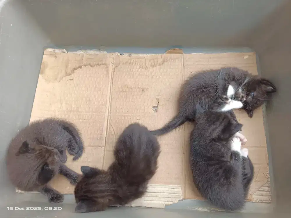 Ganti pakan aja kitten