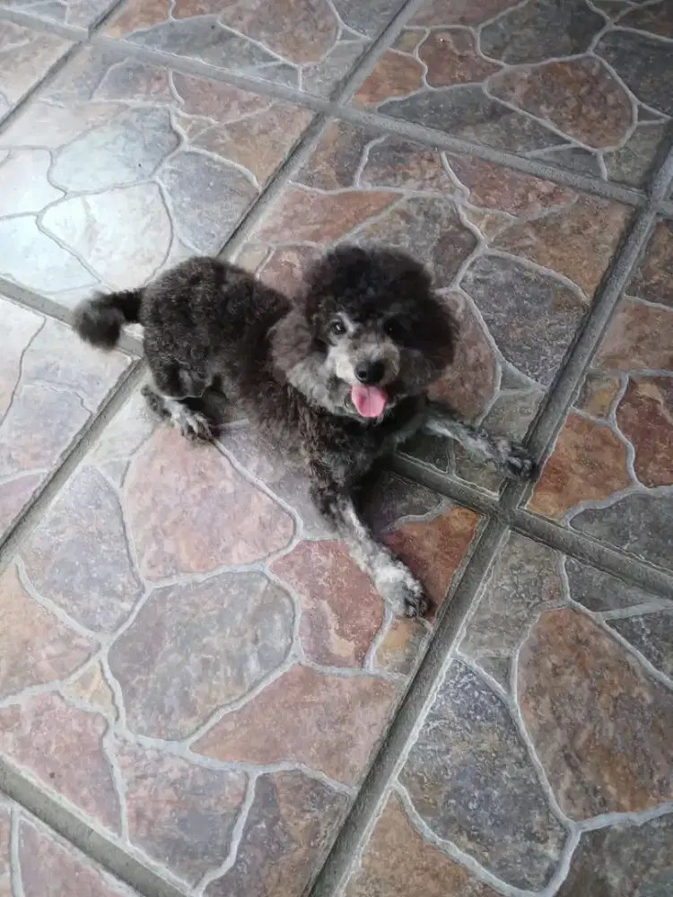 JUAL PODDLE ASLI SILVER DOB 24 JAN 2024  NO STB