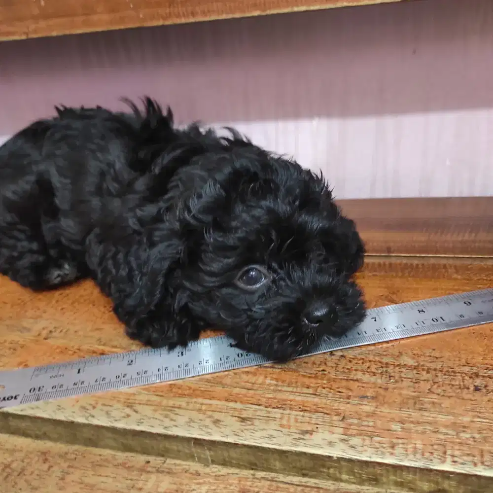 poodle kaki pendek black