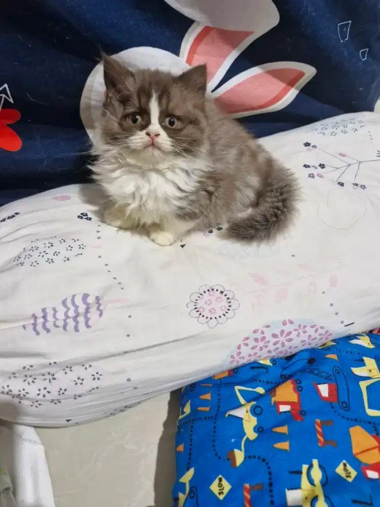 Kitten British LongHair