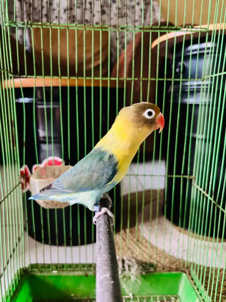 Love Bird PB Sudah Bawel