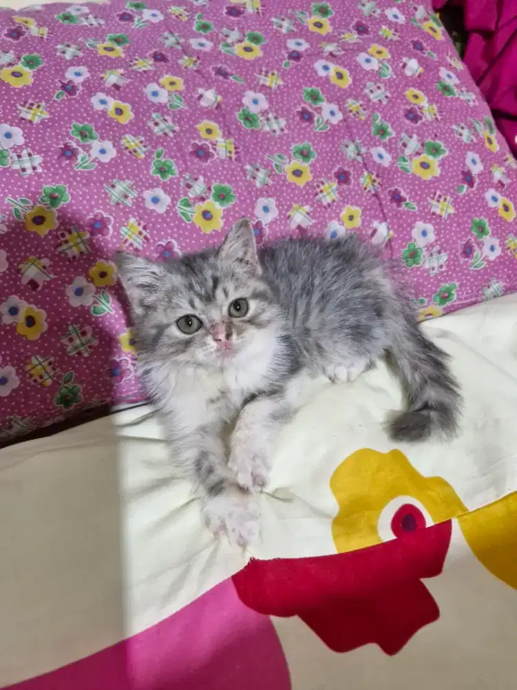 Female Kitten British Short Hair