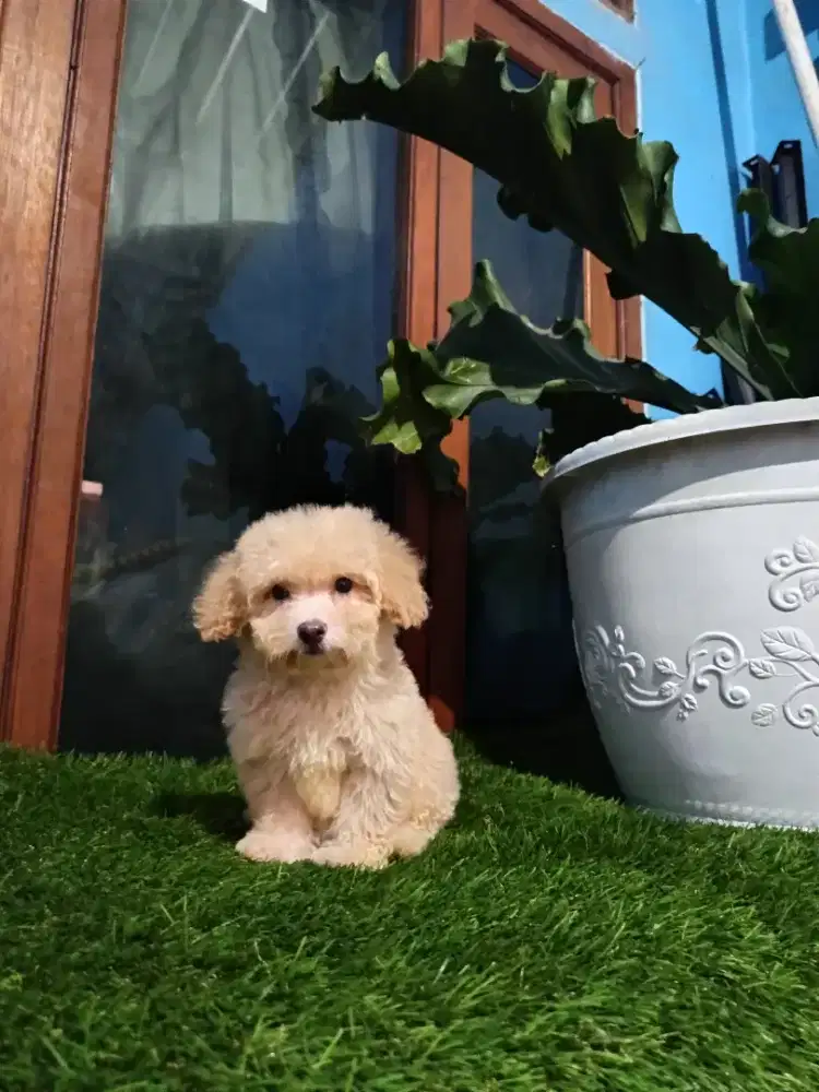 Poodle jantan apricot tiny kosongan