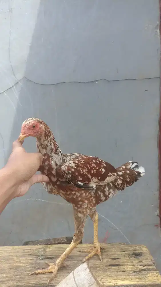 Ayam bangkok 1 pasang