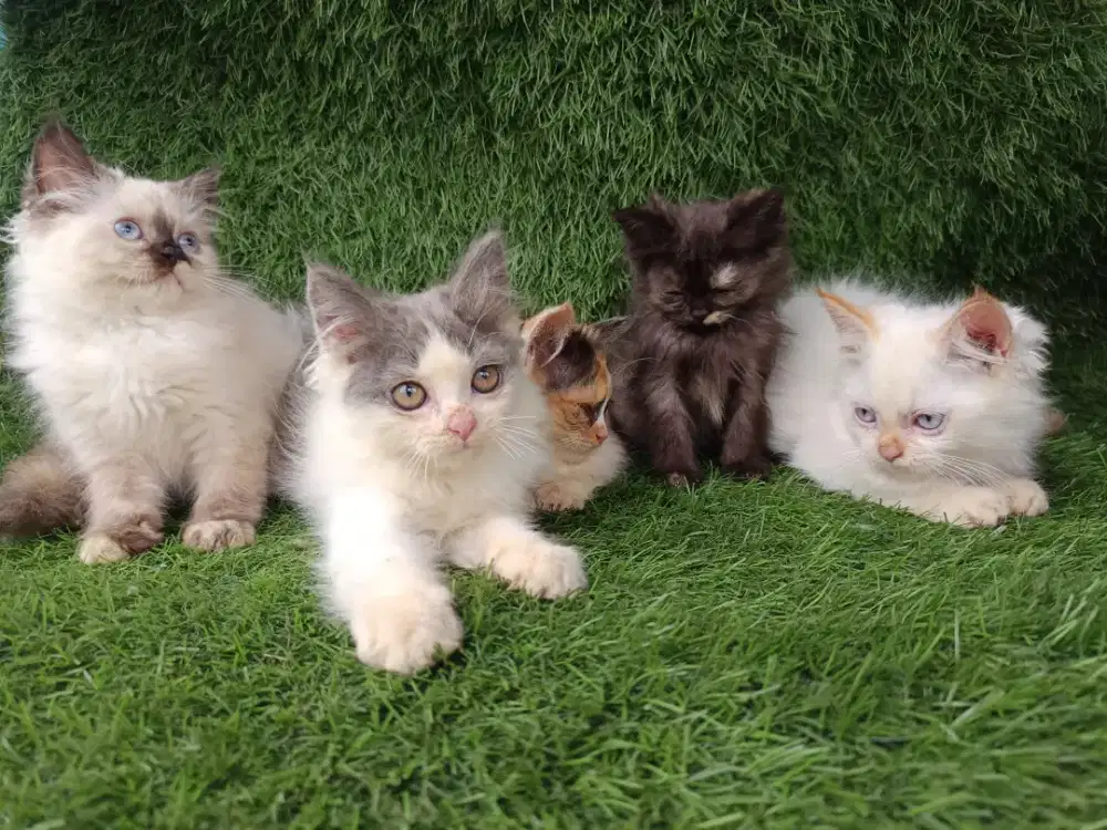 Kucing Persia x Scottish