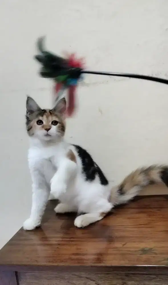 Pure Mainecoon betina cantik