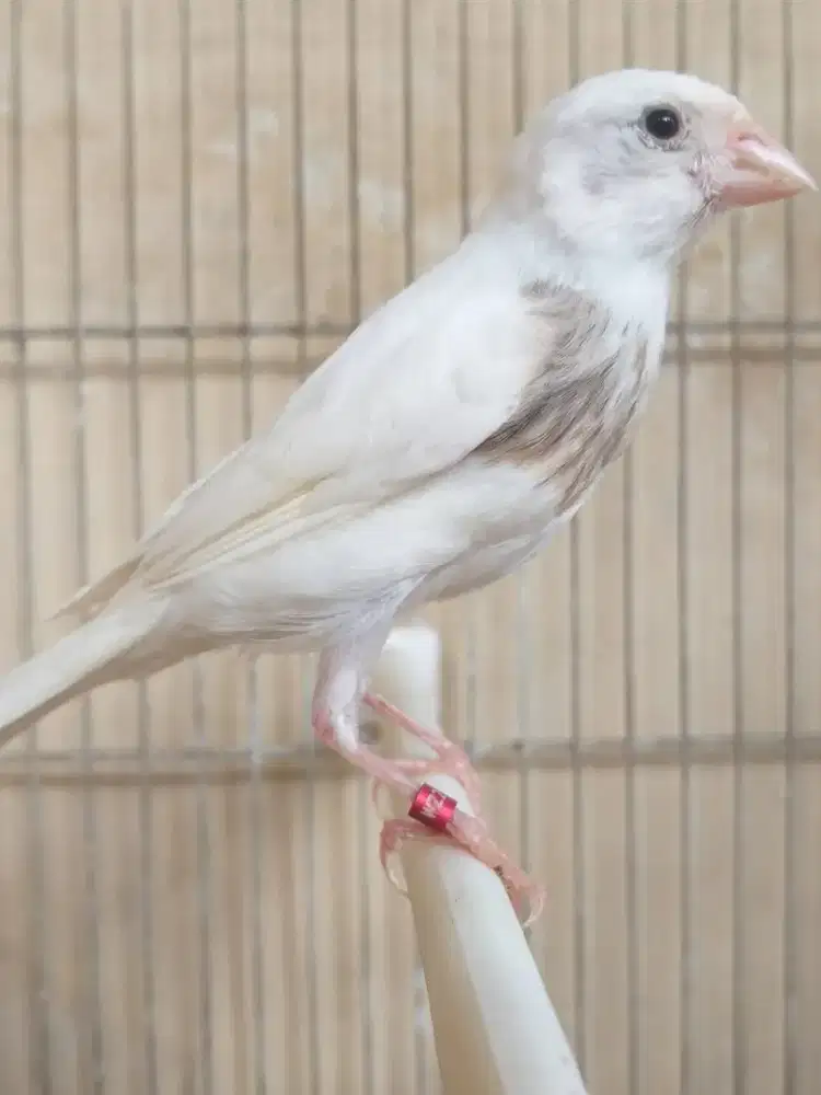 Kenari Munchener Import Betina