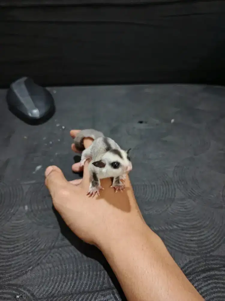Sugar Glider White Face Betina