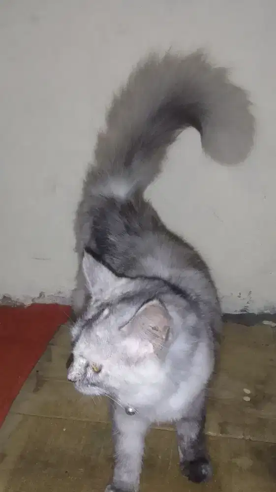 kucing betina anggora
